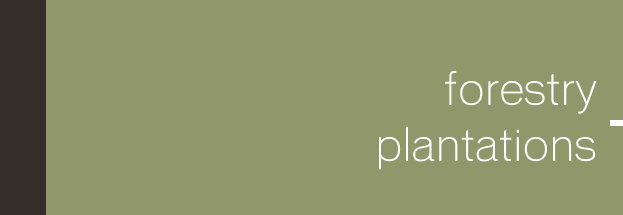 Forestry and Plantations